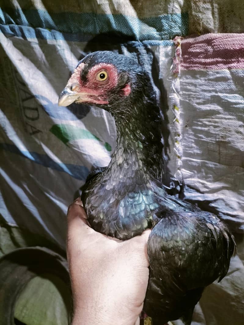 اصلی اور نسلی مرغیاں دستیاب ہیں۔ 7