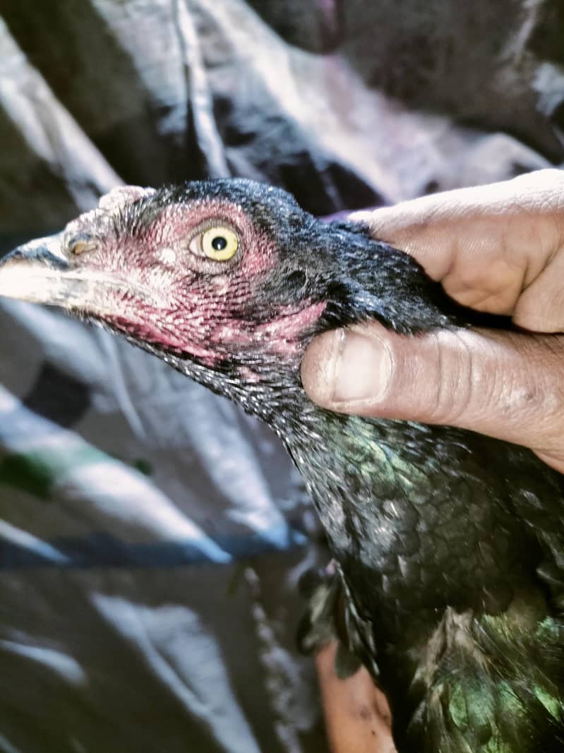 اصلی اور نسلی مرغیاں دستیاب ہیں۔ 8