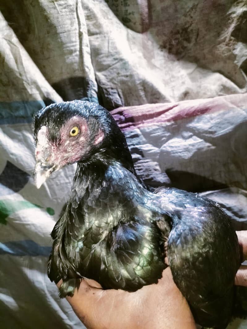 اصلی اور نسلی مرغیاں دستیاب ہیں۔ 9