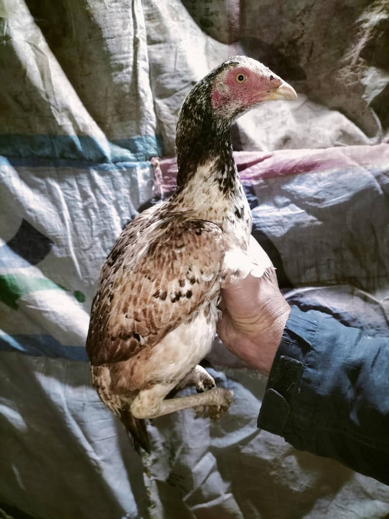 اصلی اور نسلی مرغیاں دستیاب ہیں۔ 10