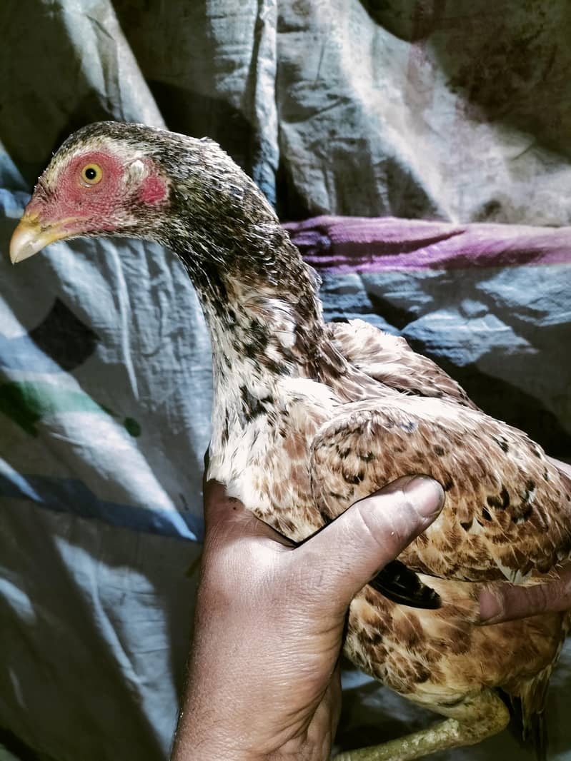 اصلی اور نسلی مرغیاں دستیاب ہیں۔ 11