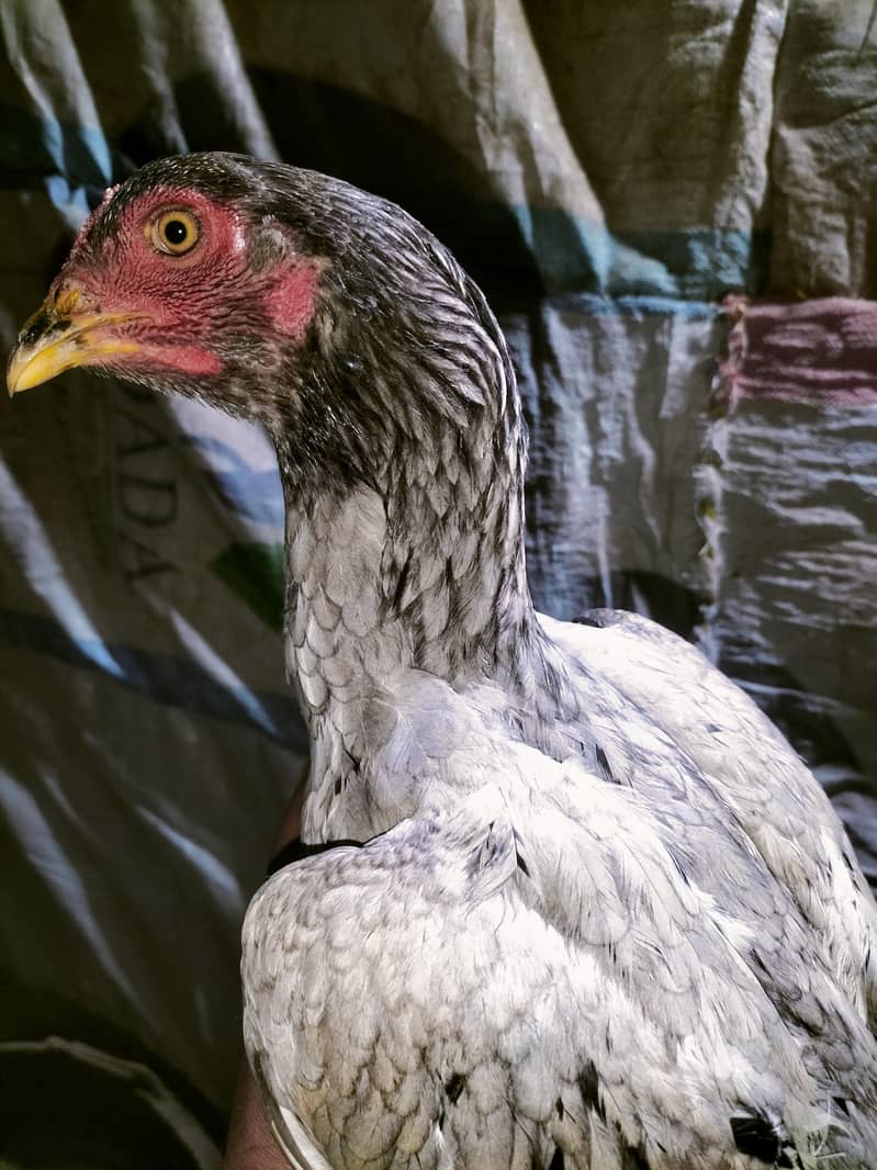 اصلی اور نسلی مرغیاں دستیاب ہیں۔ 12