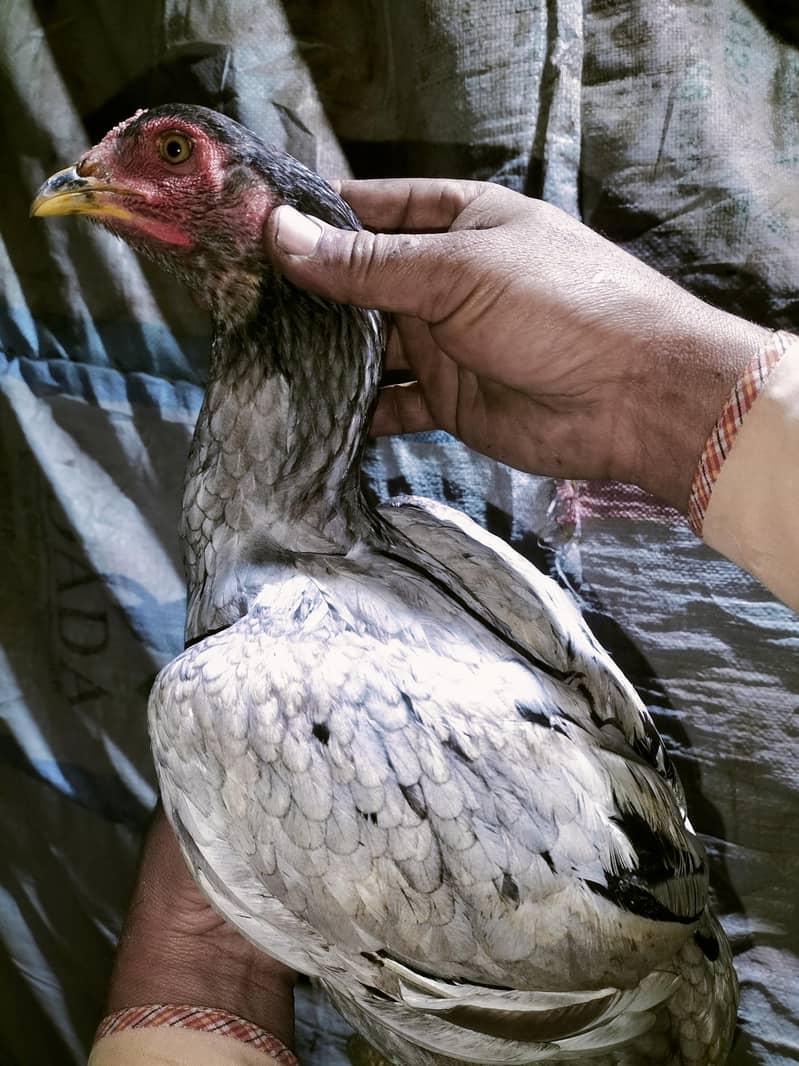 اصلی اور نسلی مرغیاں دستیاب ہیں۔ 13