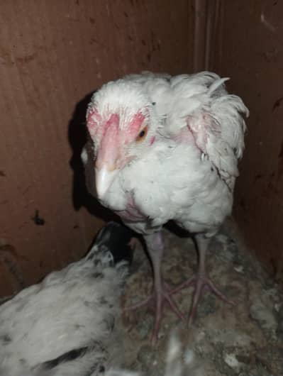 3 months aseel pair 4 desi hens 1 desi rooster
