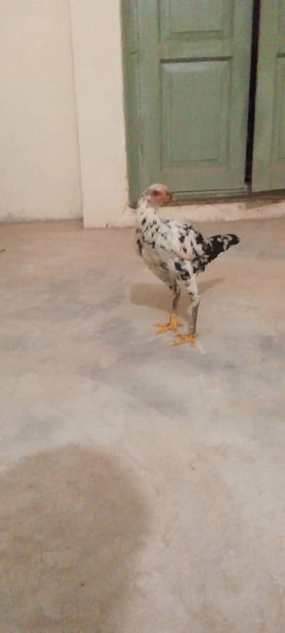 Aseel chini female for sale
