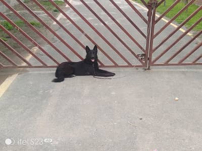 German shepherd quality breeder female for sale