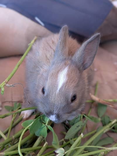 baby rabbits