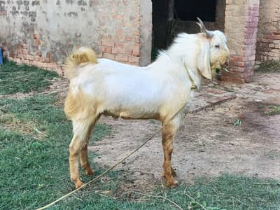 goat male 2 qurbani k bkry hain