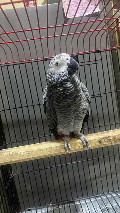 Exotic Speaking African Grey Parrot