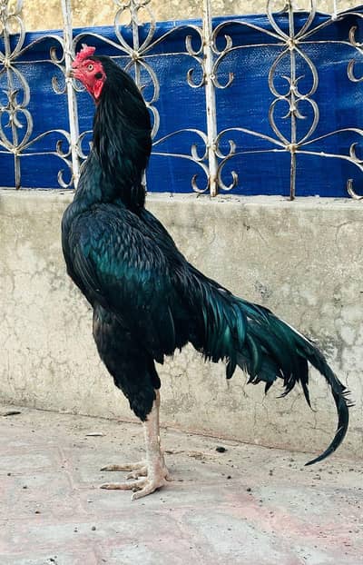 Lasani cheeks. . 03074327731