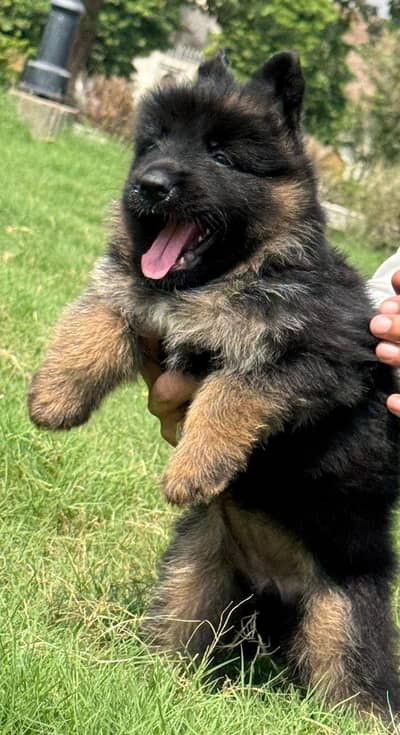 German Shepherd puppy