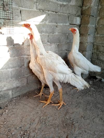 Breeder shamo 03227668650