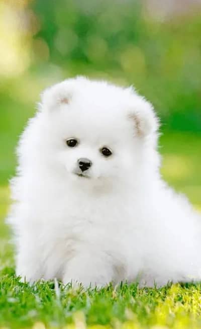 pomeranian helthy and active puppies dog for sale