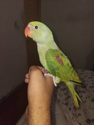 4 month chick of raw jambo size is ky parents thy healthy and active