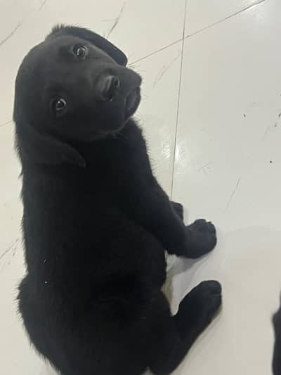 Cute Male and Female Puppy for Sale – 2 Months Old