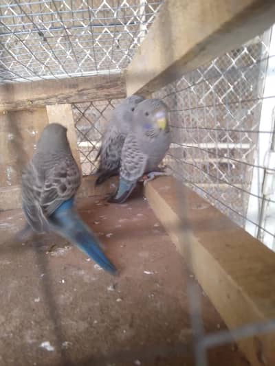 bf/bw reddy to breed 2 feml  1 male pair  bond