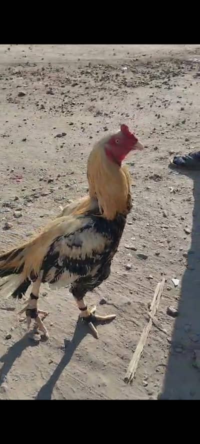 Aseel Murgha Jawa Roaster. Best for breed