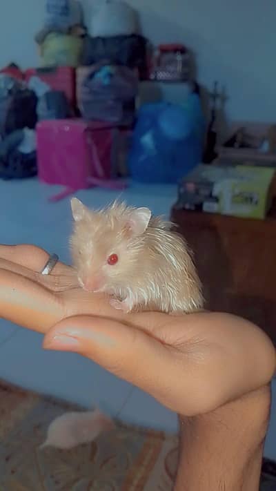 Hamster pair for sale