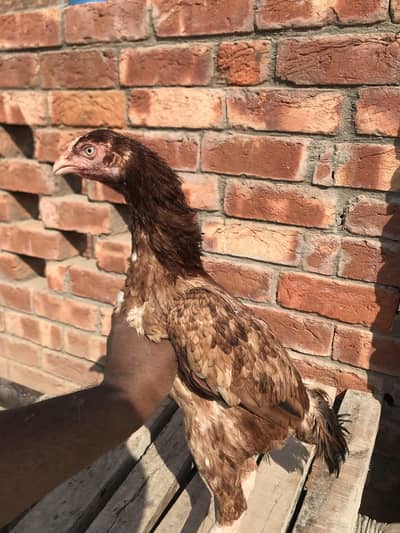 mianwali green eyes female. . 03074327731