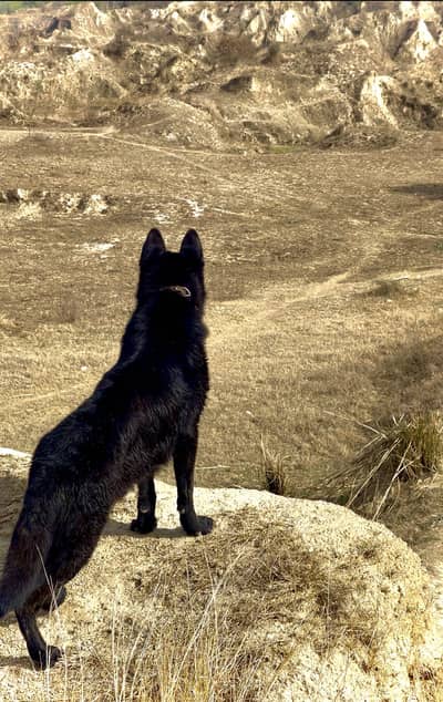 Black German Shepherd Double Coat