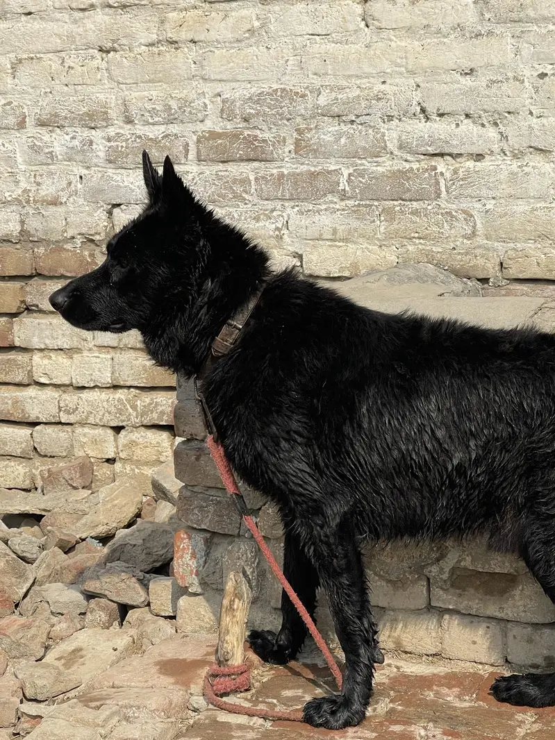 Black German Shepherd Double Coat — photo 2