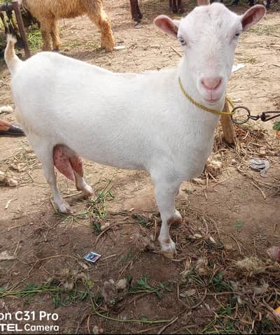 Pure barbri tedi bakri