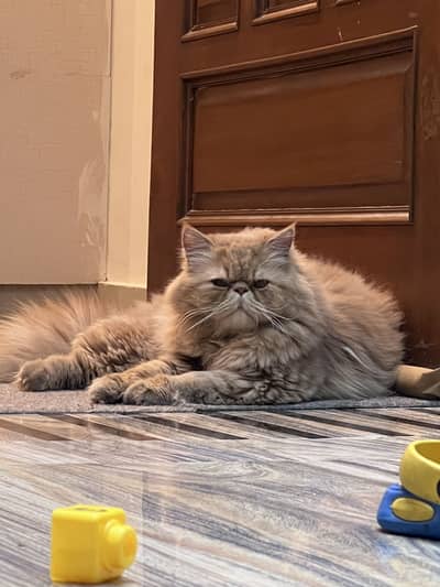 Piki faced cat up for adoption