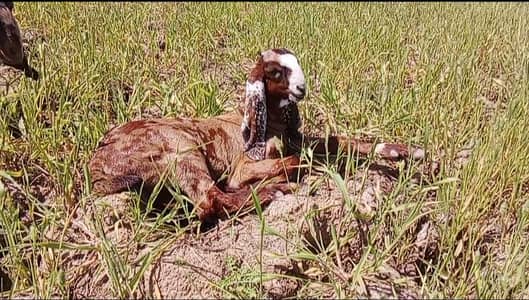 Gujrati beetle bakra for sale