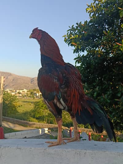 aseel patha abi kil nhi nkly . bilkul fresh