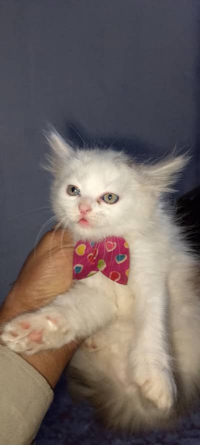 The White Kitten – Little Prince of Mischief