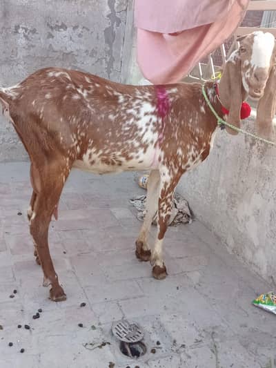 Makhi cheni female with 2 male kids