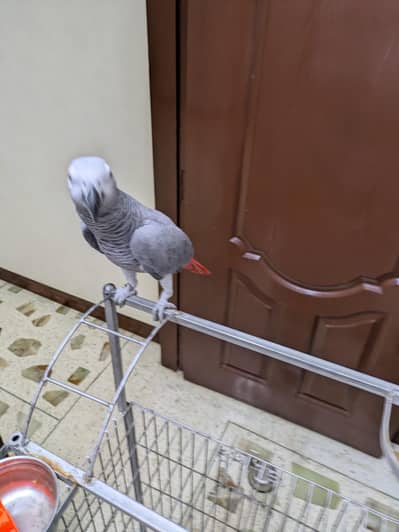 grey parrot healthy and tame full time talking