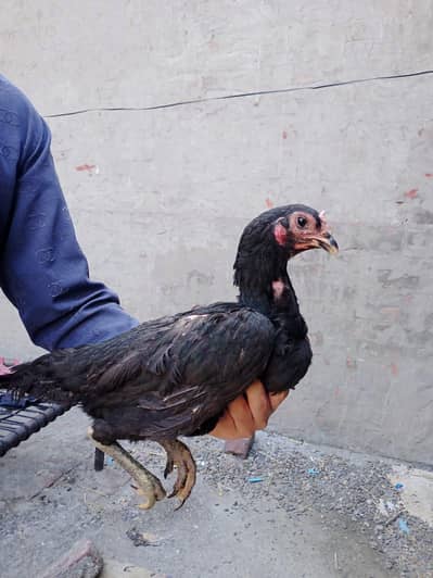 Ghar ki Pali huwi ha