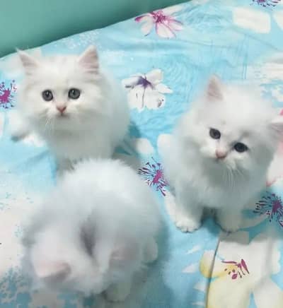 Persian female kitten for sale delivery available all Pakistan