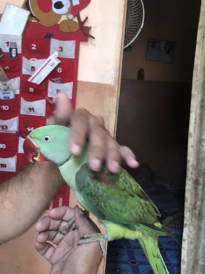 Pahari parrot ring neck