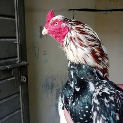 Amroha+Lasani breeder rare blood bird for sale.