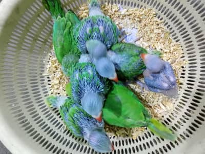 Ringneck Chicks Available