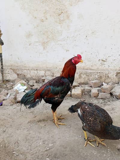 mianwali Asel pair for sale -Ando wali murgi for sale