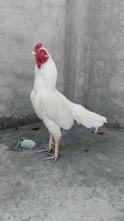 Aseel Heera Murga healthy and active