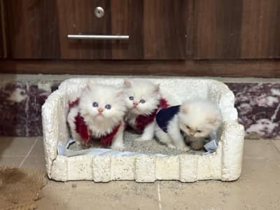 kittens for sale