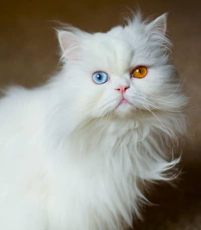 Persian cat
