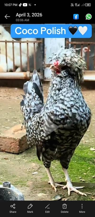 coco polish black bantam goldan have buf and silki