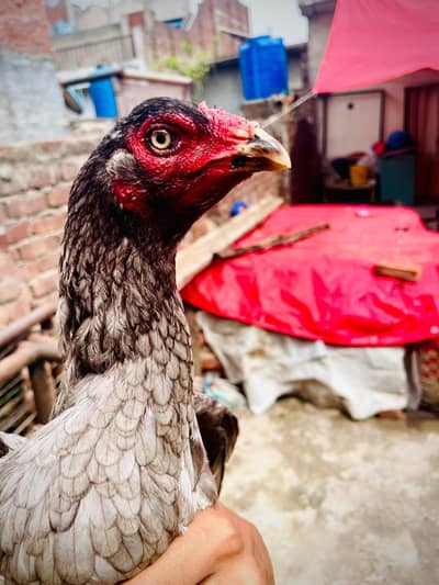 Madi for sale Long hight choras nali double hadi mozboot joor