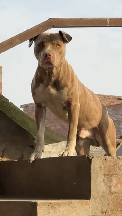 Premium Game Line Pitbull Puppies– Strong Build & Champion Bloodline