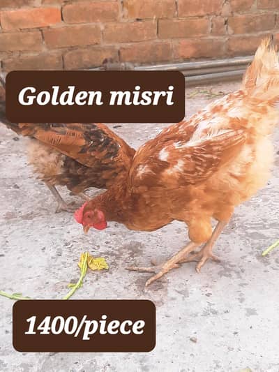 Golden misri egg laying hens |Aseel birds | Fertile eggs  |Desi