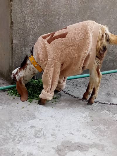 Desi bakri