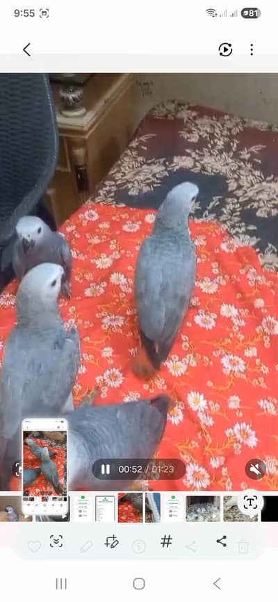 African grey salf Rate one pic Age 5 manth