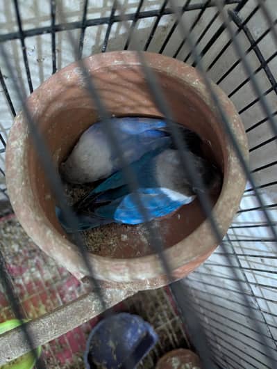 lovebird 4 pairs available
