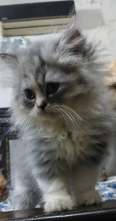 punch face triple cot kiten