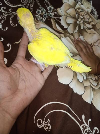 yellow ringneck parrot chick